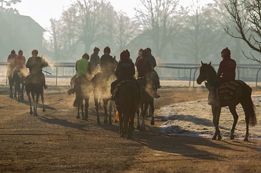 05 - V lednovém ránu jsou koně zahaleni oparem.jpg